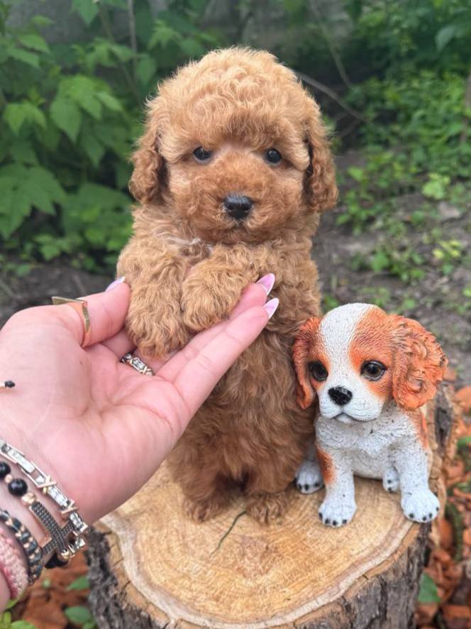 Puppy 11